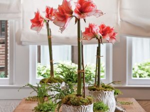 Amaryllis Plant